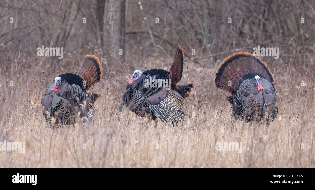 Male wild turkeys meleagris hi-res stock photography and images - Alamy