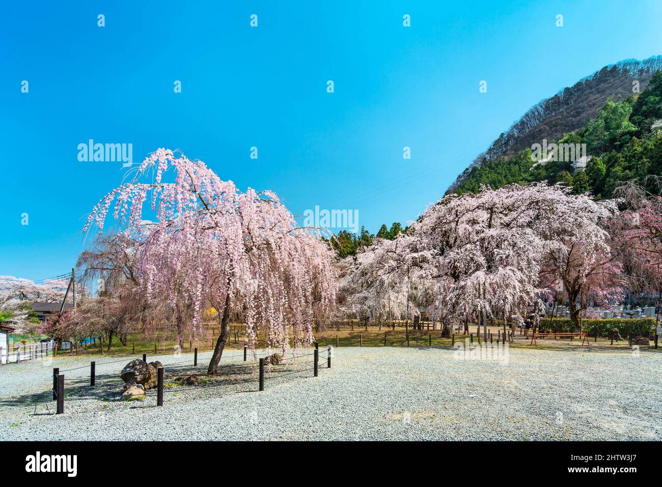 saitama, chichibu - march 26 2021: Japanese shidarezakura weeping cherry trees at foot of Mount Wakamiko in the Buddhist Seiunji Temple dedicated to R Stock Photo