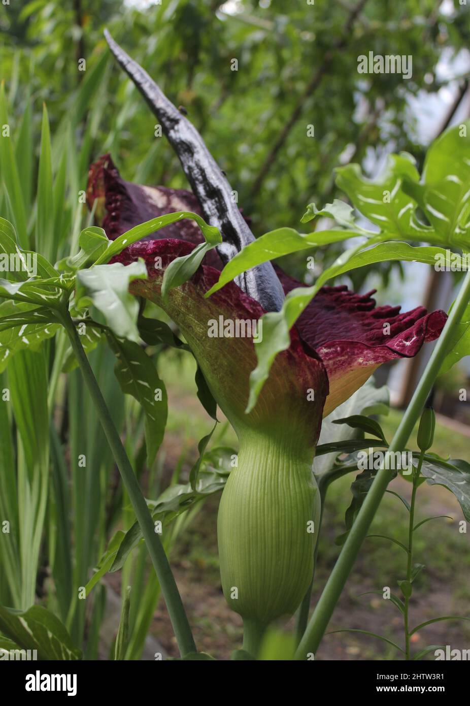 Dragon Arum - Dracunculus vulgaris or Dragon Lily in Outdoor Garden Stock  Photo - Alamy