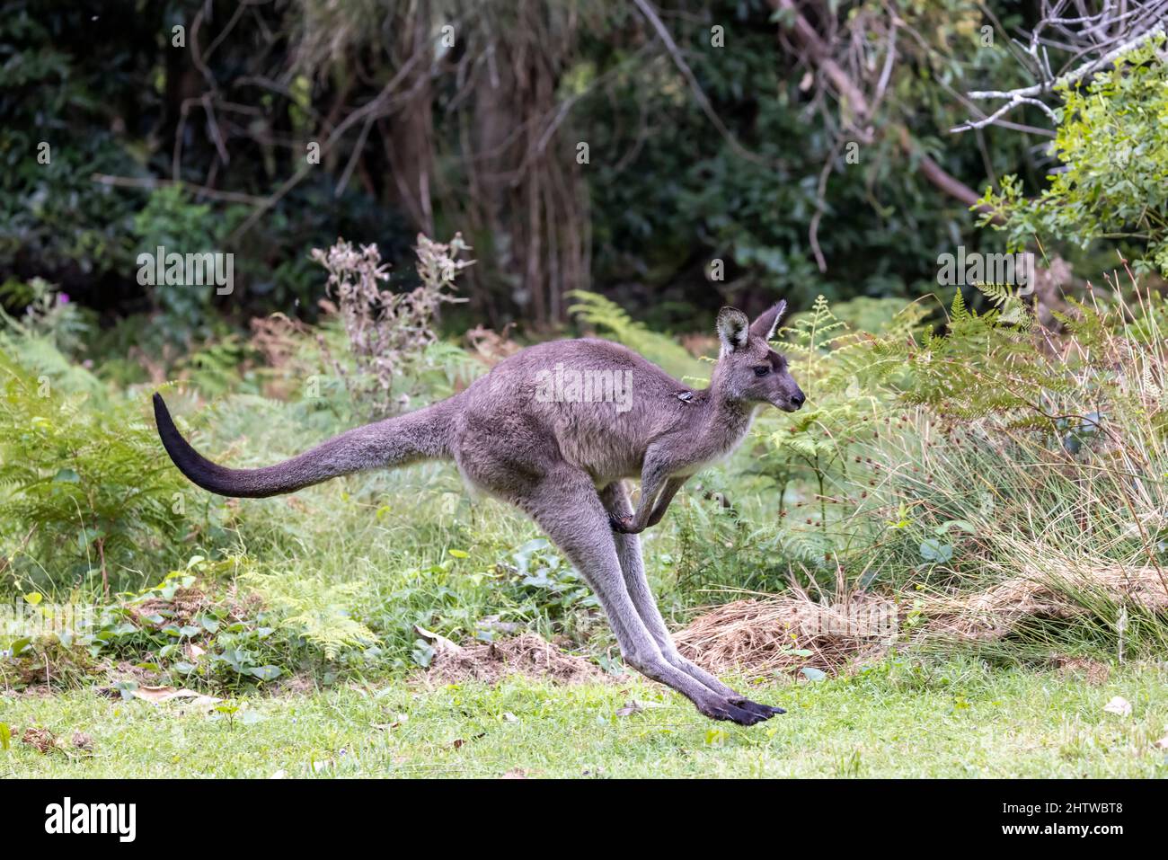Eastern Grey Kangaroo jumping or bounding away Stock Photo Alamy