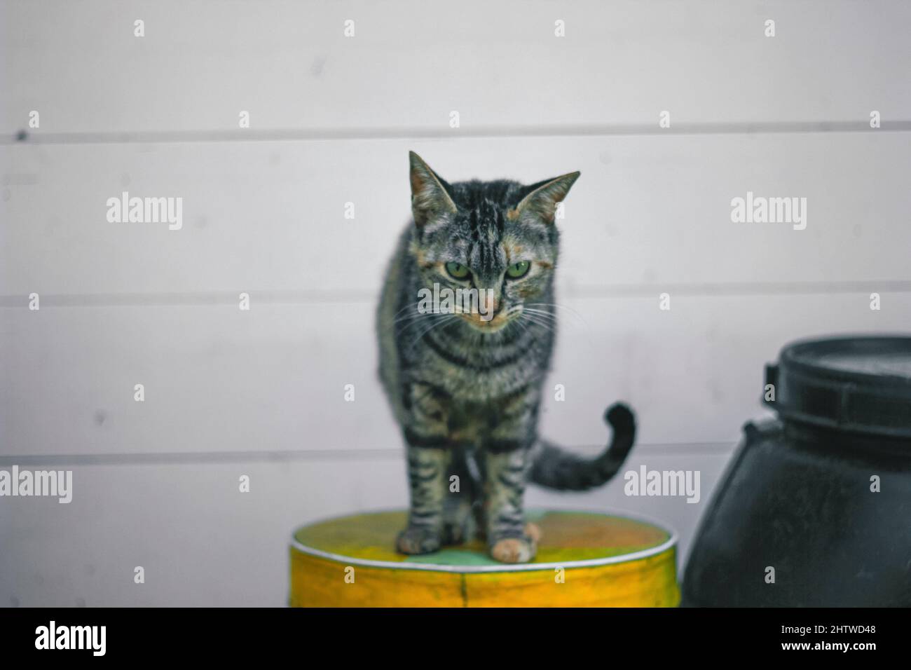 A black cat sits on a stool. close up of a friendly black cat Stock