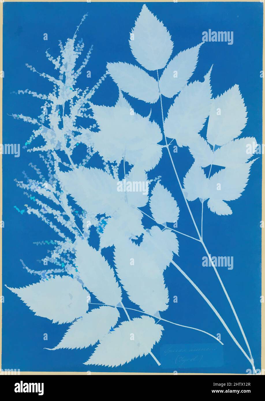 Art inspired by Spiraea aruncus (Tyrol), 1851–54, Cyanotype, Image: 35.1 x 24.6 cm (13 13/16 x 9 11/16 in.), Photographs, Anna Atkins (British, 1799–1871, Classic works modernized by Artotop with a splash of modernity. Shapes, color and value, eye-catching visual impact on art. Emotions through freedom of artworks in a contemporary way. A timeless message pursuing a wildly creative new direction. Artists turning to the digital medium and creating the Artotop NFT Stock Photo