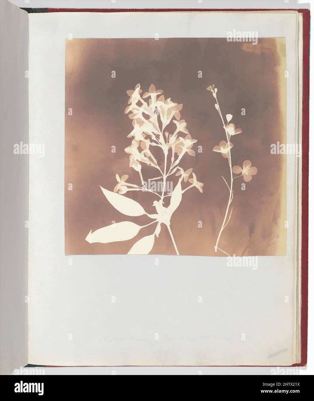 Art inspired by Heliophila, 1839, Photogenic drawing, 17.3 x 17.5 cm (6 13/16 x 6 7/8 in.), Photographs, William Henry Fox Talbot (British, Dorset 1800–1877 Lacock, Classic works modernized by Artotop with a splash of modernity. Shapes, color and value, eye-catching visual impact on art. Emotions through freedom of artworks in a contemporary way. A timeless message pursuing a wildly creative new direction. Artists turning to the digital medium and creating the Artotop NFT Stock Photo