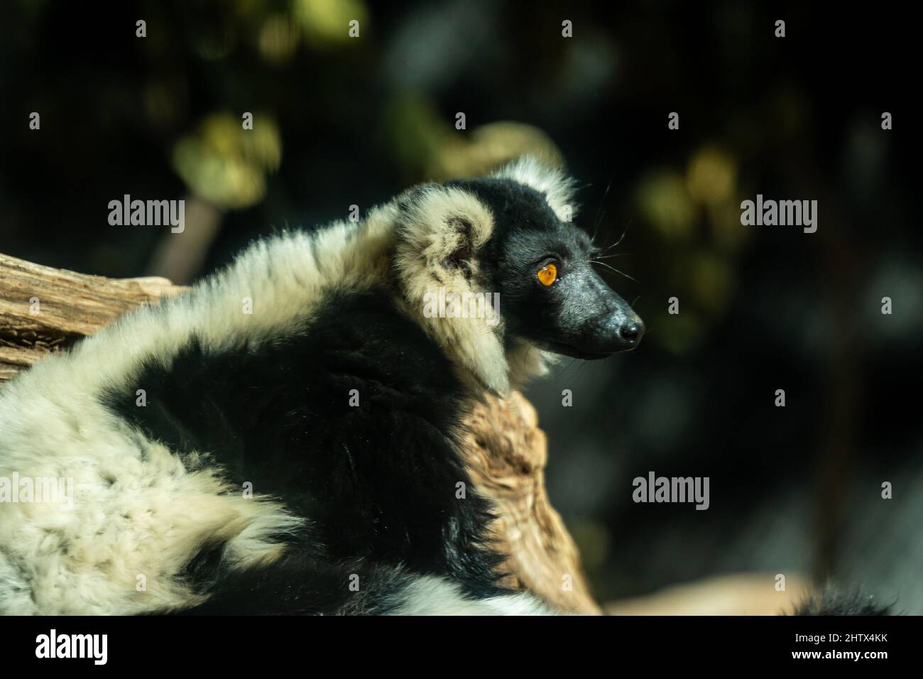 An African Wild Dog in Tucson, Arizona Stock Photo Alamy