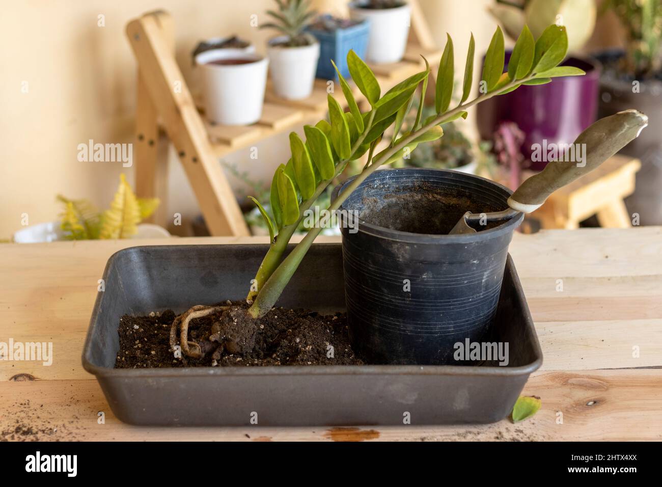 Propagating Zamioculcas zamiifolia plant by roots division Stock Photo
