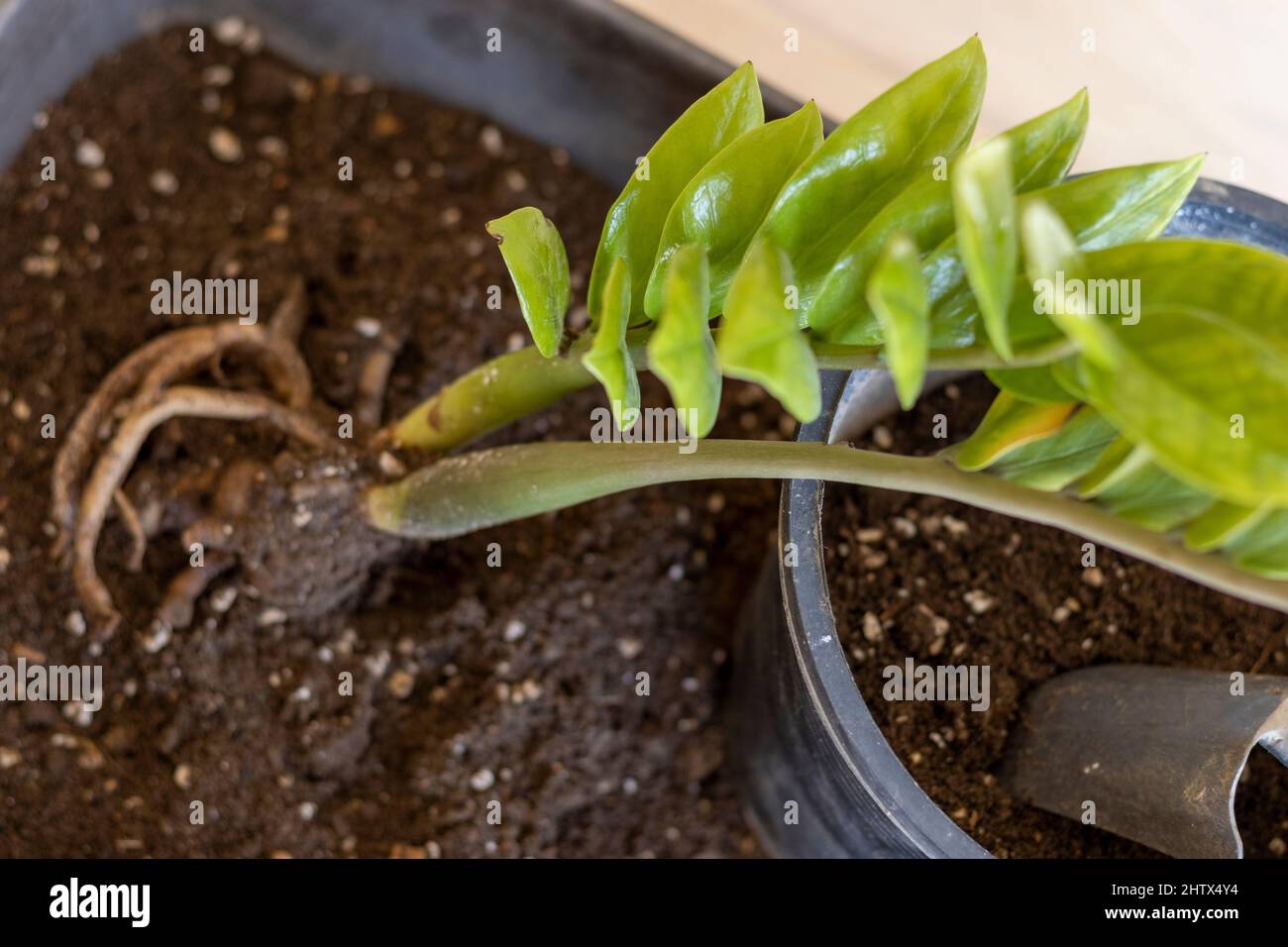 ZZ plant propagation by roots division Stock Photo