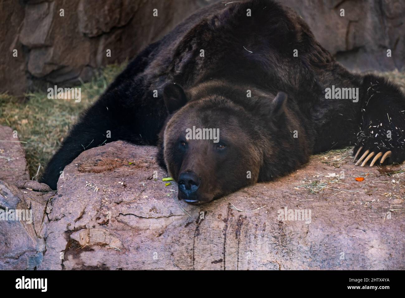 A large Grizzly Bear in Tucson, Arizona Stock Photo Alamy