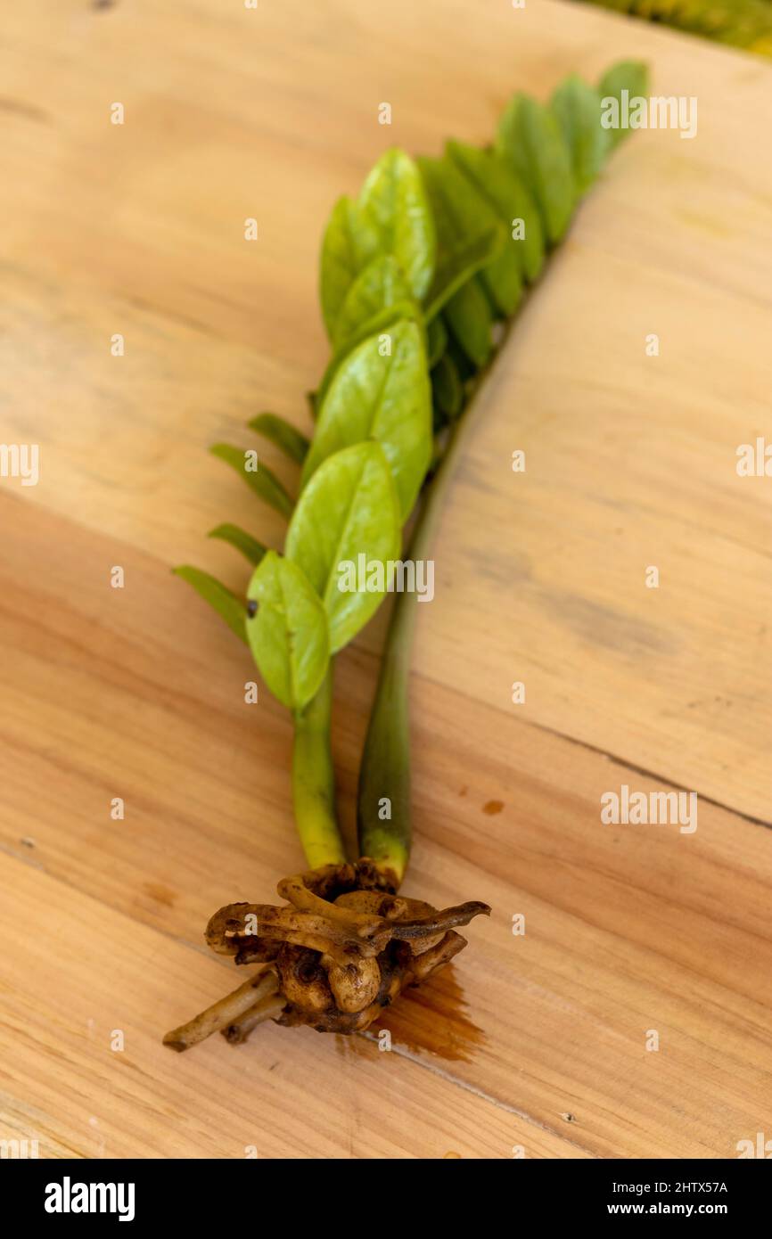 ZZ plant potatoes roots with wooden background Stock Photo