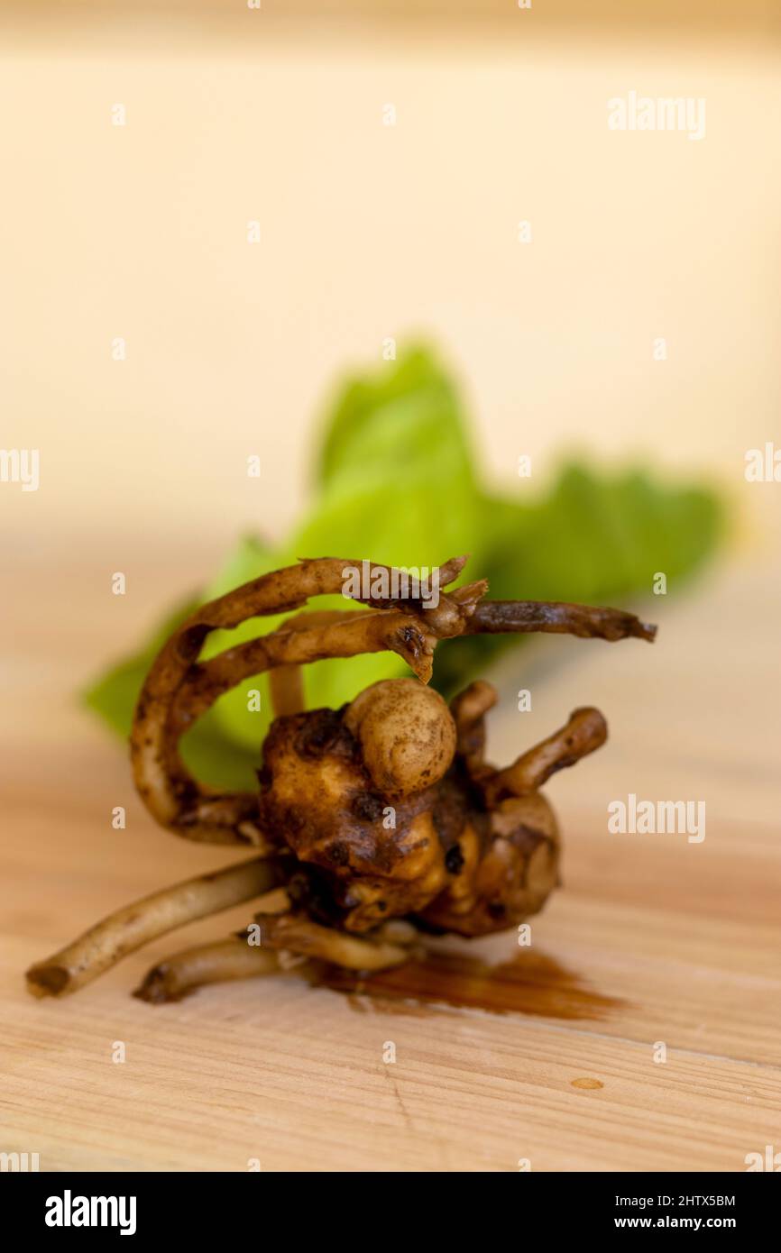 Closeup of a zz plant rhizomes Stock Photo - Alamy
