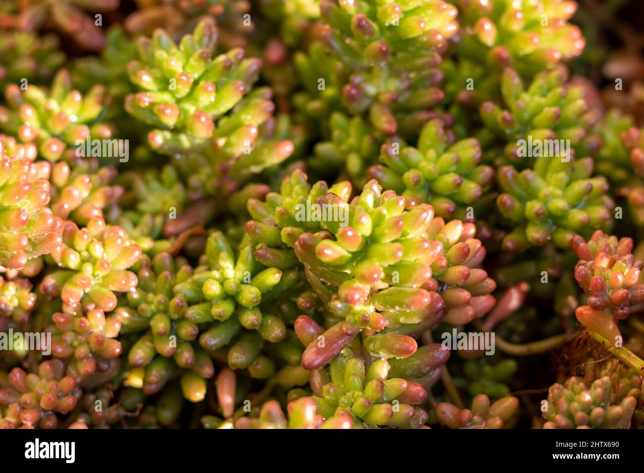 Sedum rubrotinctum ornamental plant top view Stock Photo