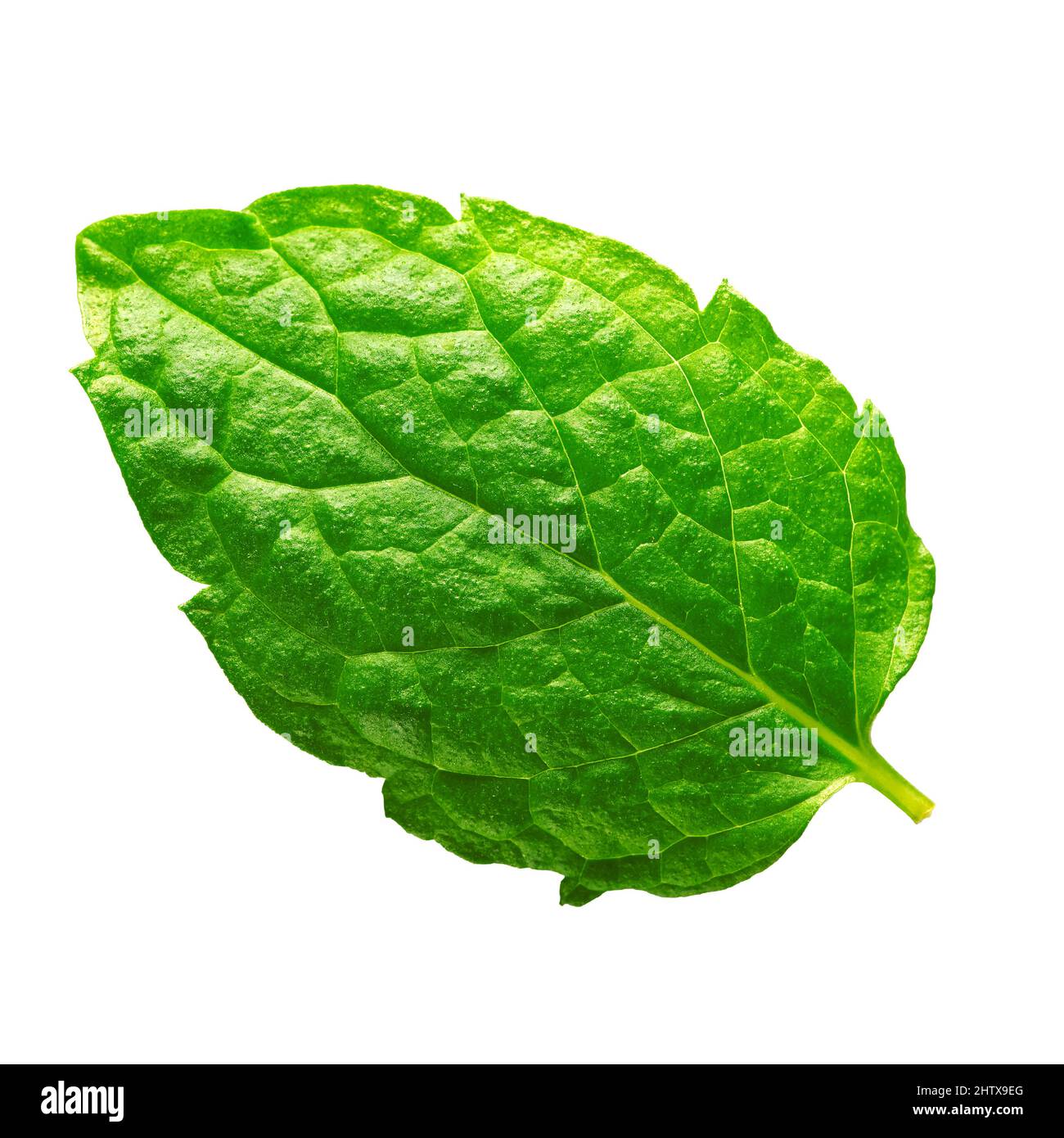 Isolated Mint leaf. Fresh mint on white background. Stock Photo