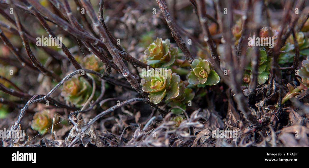 The Caucasian stonecrop also known as  Two-row stonecrop (Sedum spurium) green leaves in winter. Stock Photo