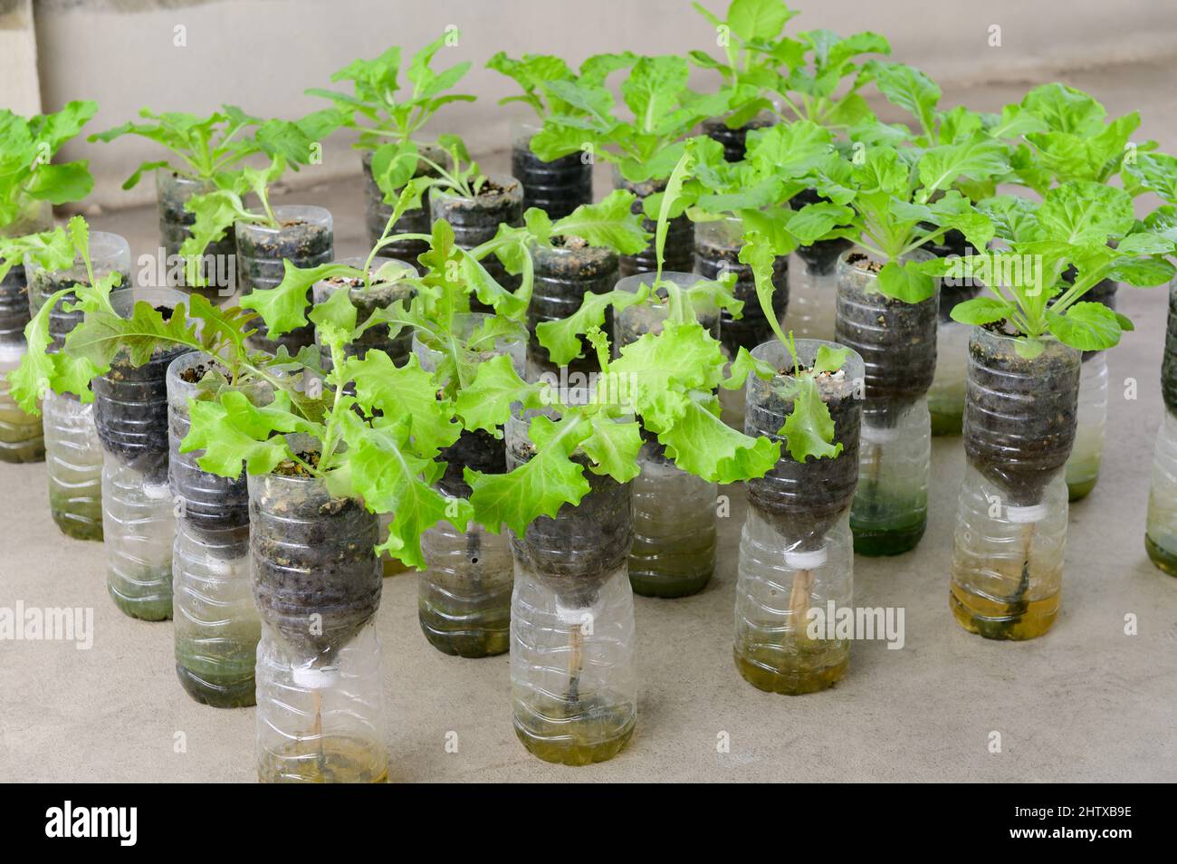 Homemade lettuce in recycle plastic bottle Stock Photo Alamy