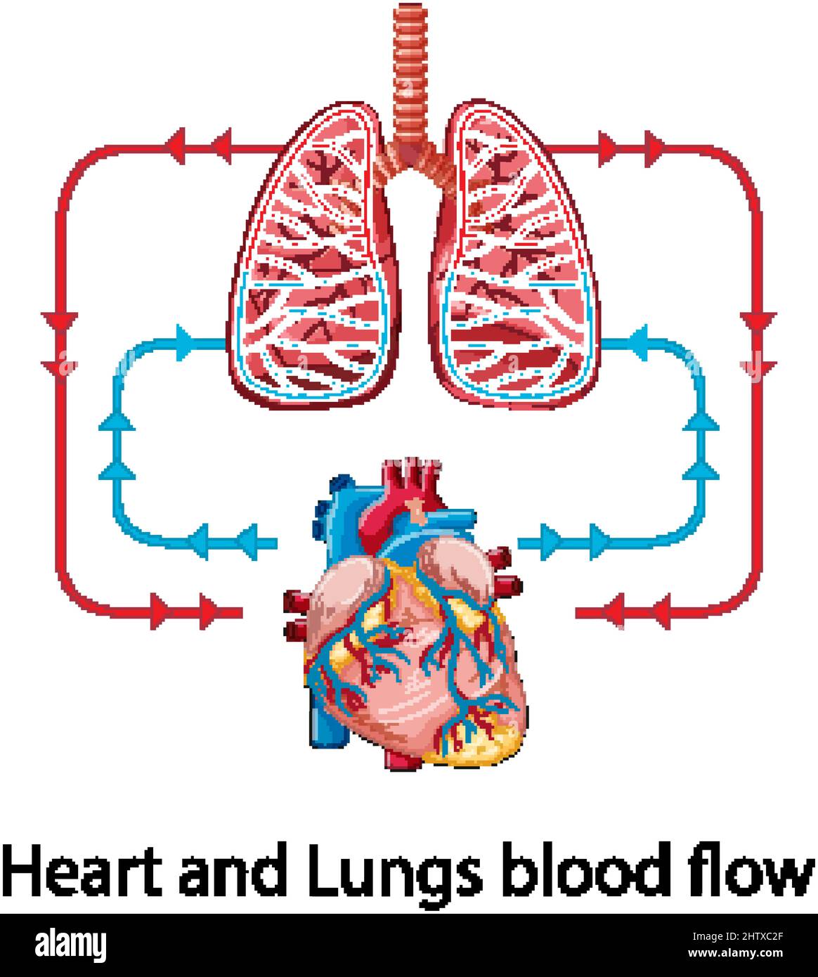 Diagram showing blood flow of the human heart illustration Stock Vector ...