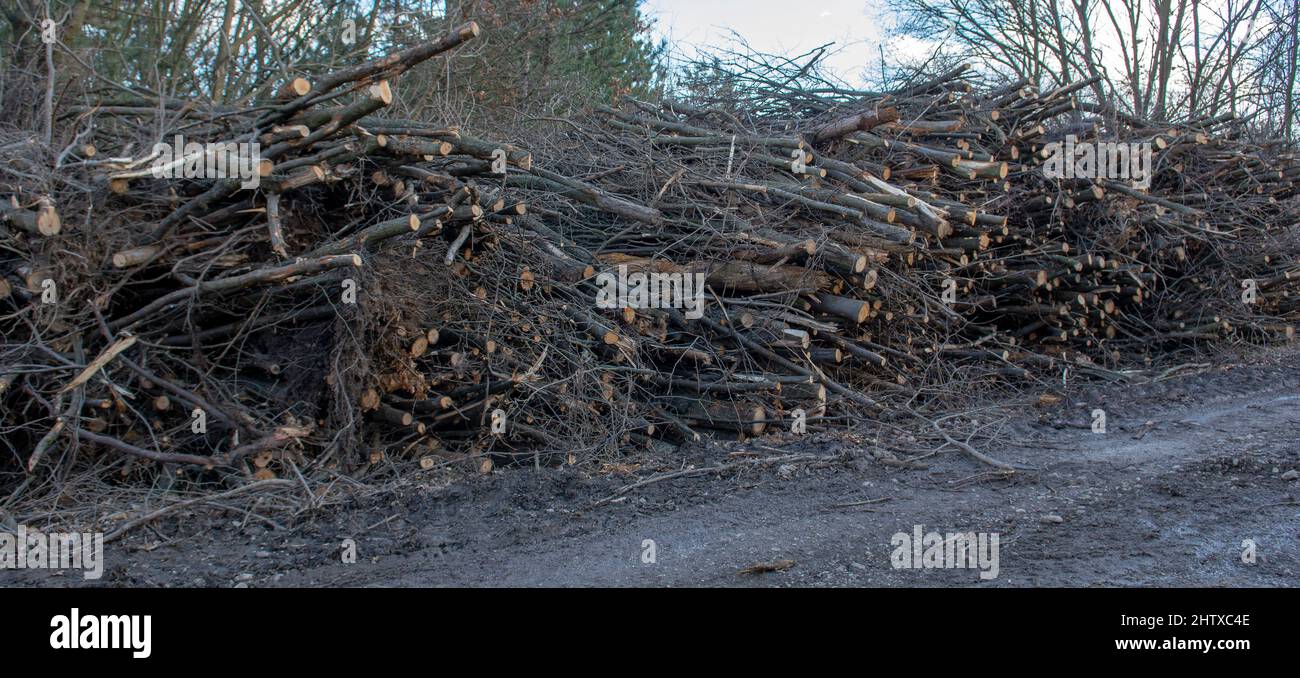 A huge pile of cut down tree branches in the forest. A heap of cut twigs and branches. Stock Photo