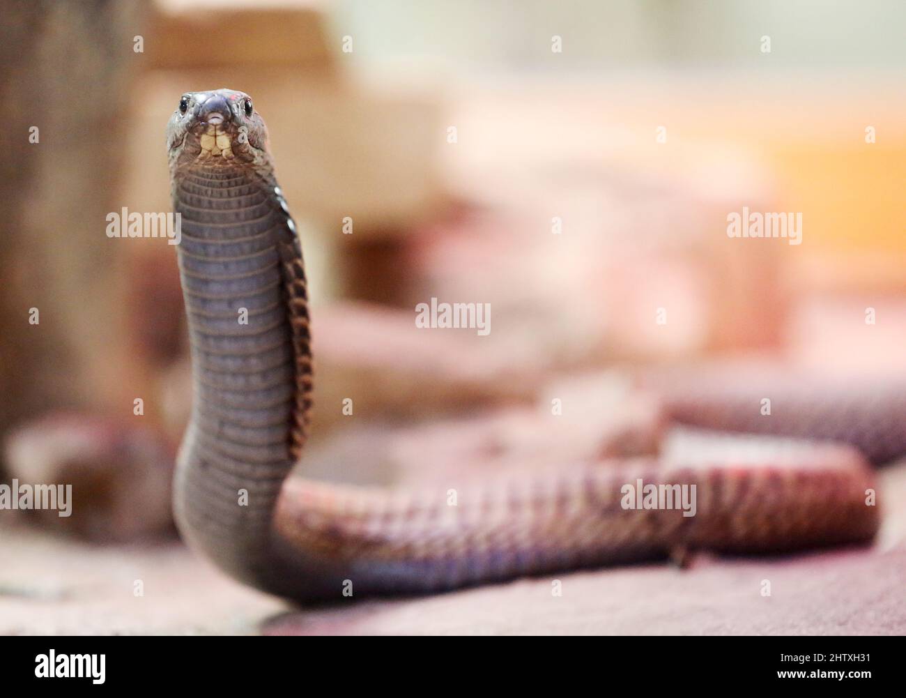 Rheinberg, Germany. 02nd Mar, 2022. A venomous Arabian cobra crawls through its terrarium at the Terrazoo. According to a recent report by the state government, a total of 4300 reported poisonous animals were living in 207 stock farms in North Rhine-Westphalia as of Dec. 31, 2021. Credit: Roland Weihrauch/dpa/Alamy Live News Stock Photo