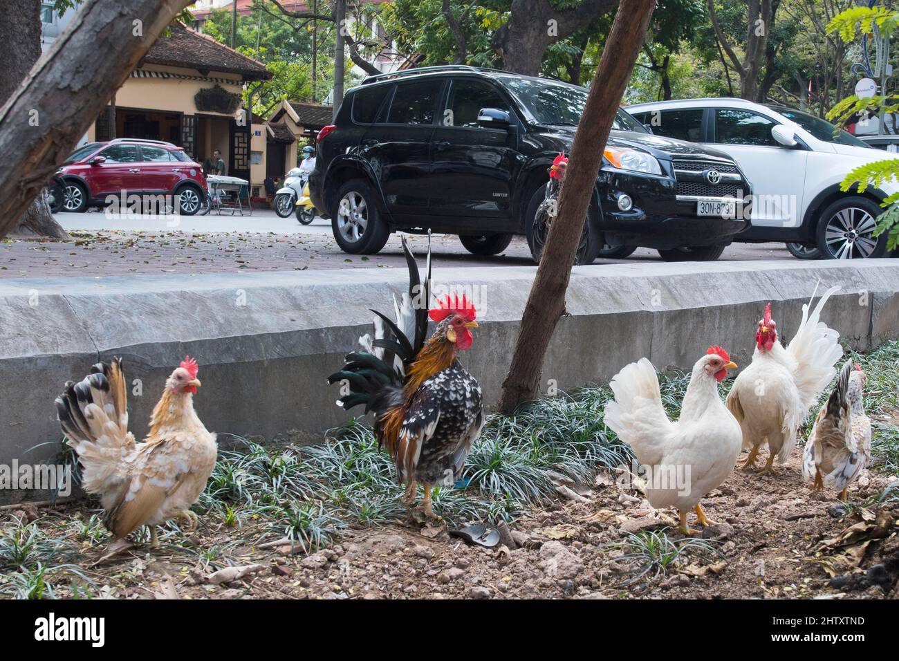 Dwarf chickens in the city centre, Hanoi, Vietnam Stock Photo Alamy