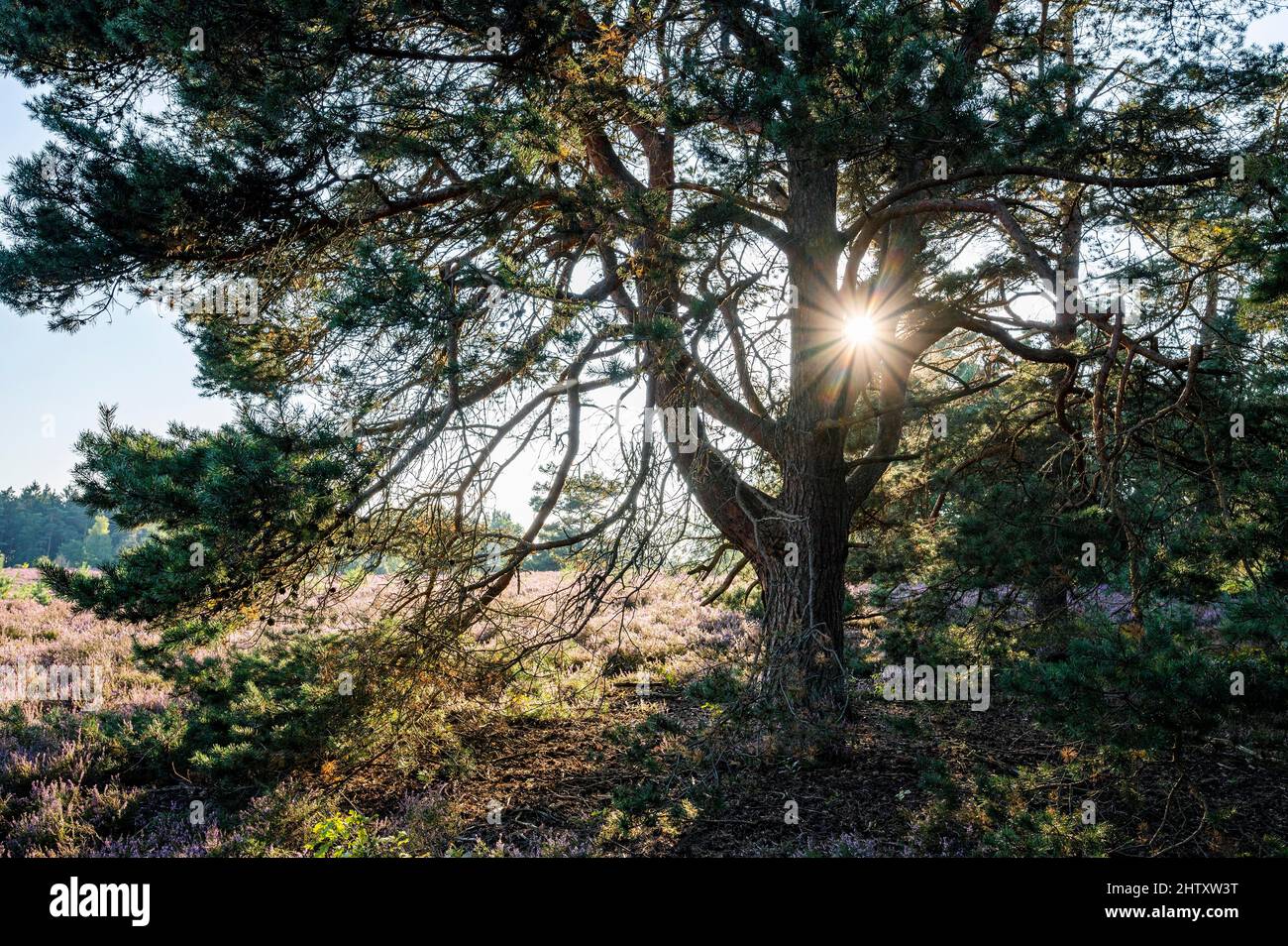 Old scots pine (Pinus sylvestris) in backlight with sunstar, in heath landscape, Wietzer Berg, Lower Saxony, Germany Stock Photo