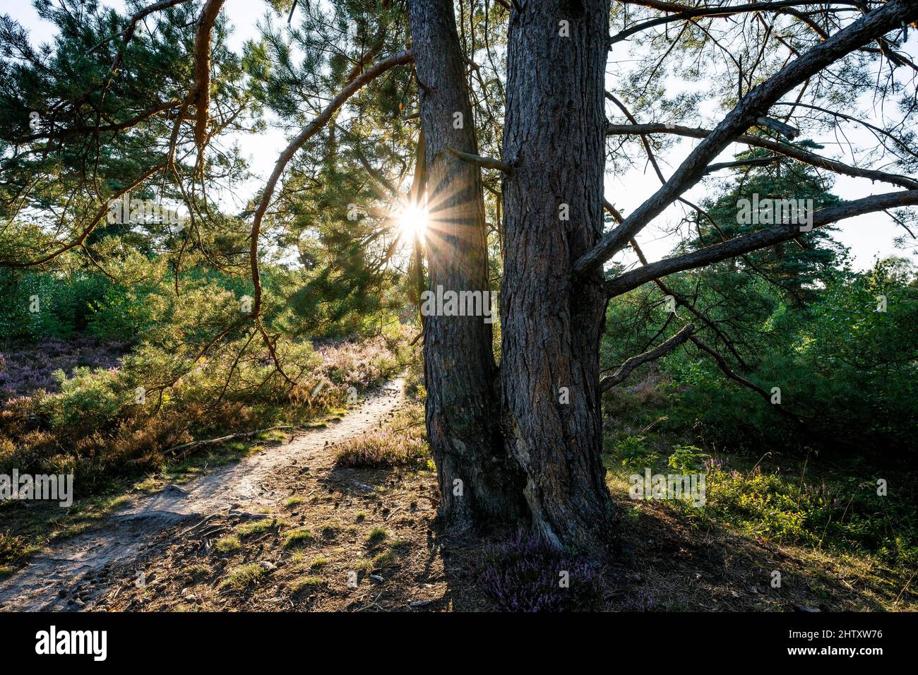 Old scots pine (Pinus sylvestris) and path, backlit with sunstar, in heath landscape, Wietzer Berg, Lower Saxony, Germany Stock Photo