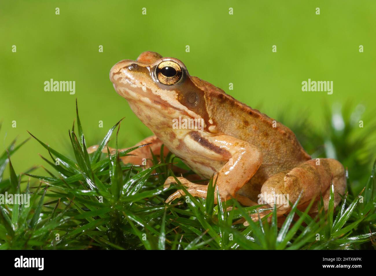 Moss frog hi-res stock photography and images - Alamy