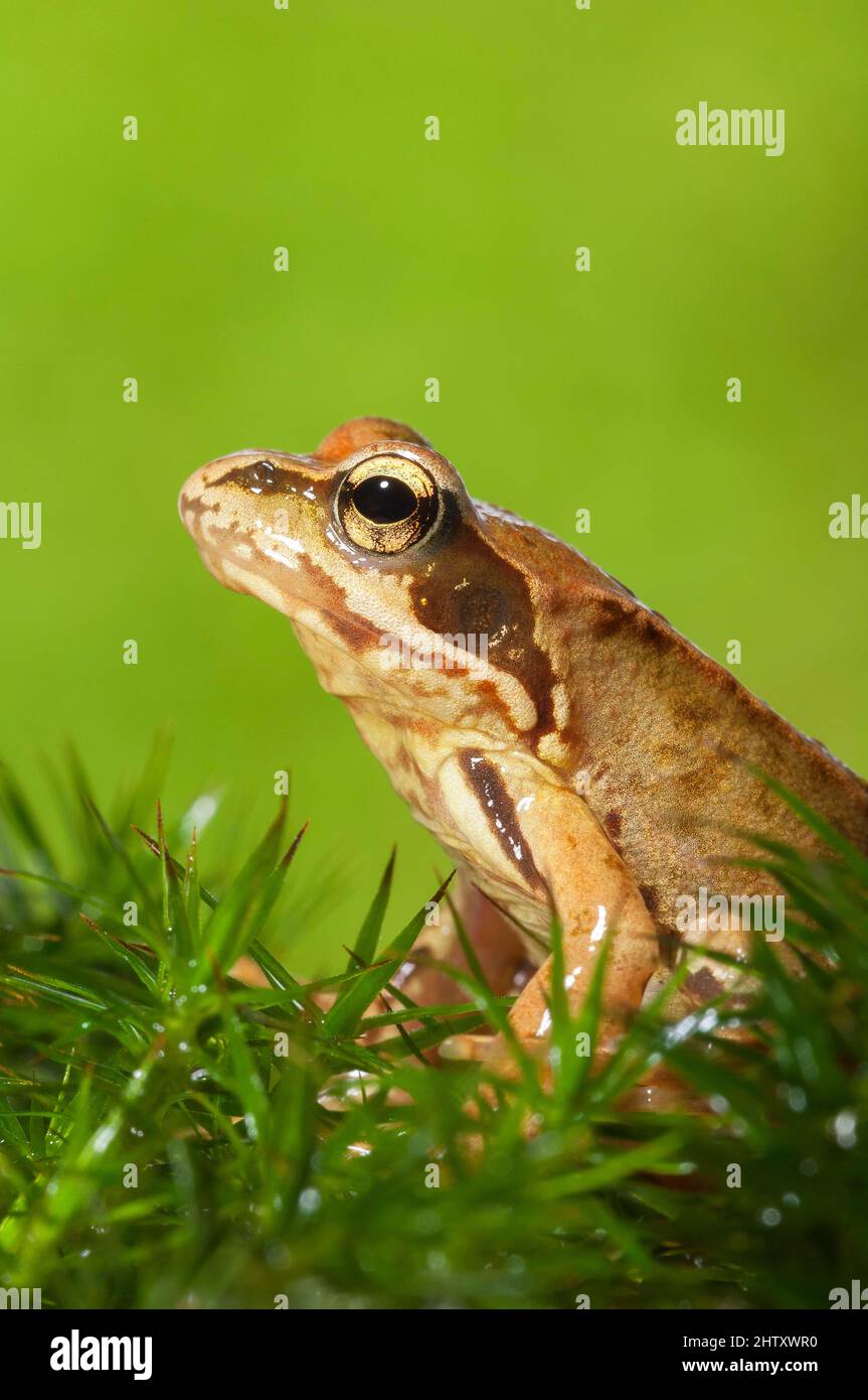 Common frog (Rana temporaria) on moss, juvenile, BadenWuerttemberg