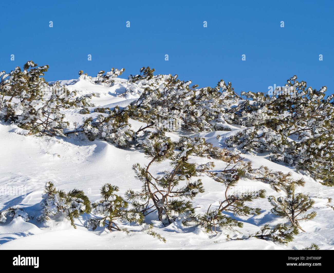 Snow-covered mountain pine (Pinus mugo), Krippenstein, Salzkammergut, Upper Austria, Austria Stock Photo