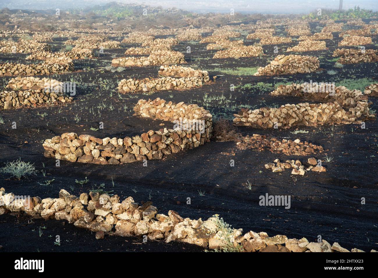 Vines with walls made of lava rock, in the morning mist, viticulture on volcanic ash in dry farming method, La Geria, Lanzarote Island, Canary Stock Photo