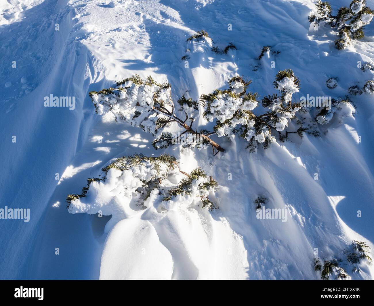 Snow-covered mountain pine (Pinus mugo), Krippenstein, Salzkammergut, Upper Austria, Austria Stock Photo