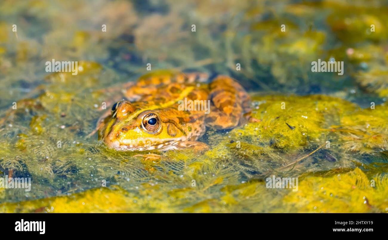 Water frog (Ranidae) sitting on water plants, Botanical Garden, Zurich, Switzerland Stock Photo