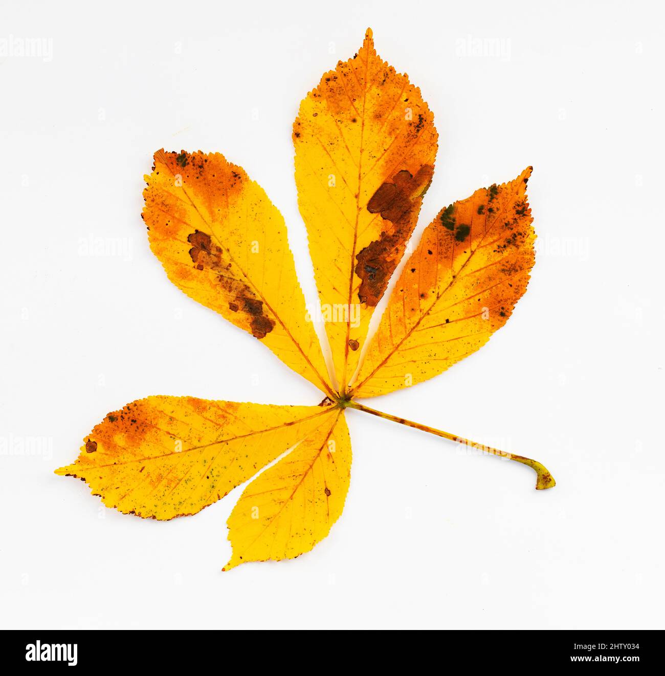 Autumn coloured chestnut leaf (Castanea), white background, studio shot Stock Photo