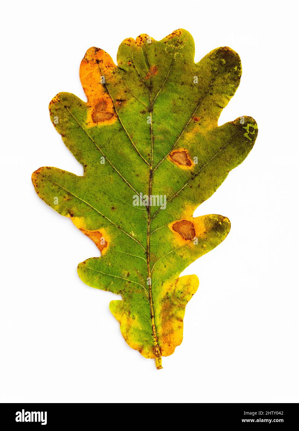 Autumnally discoloured English oak leaf, english oaks (Quercus robur), white background, studio shot Stock Photo