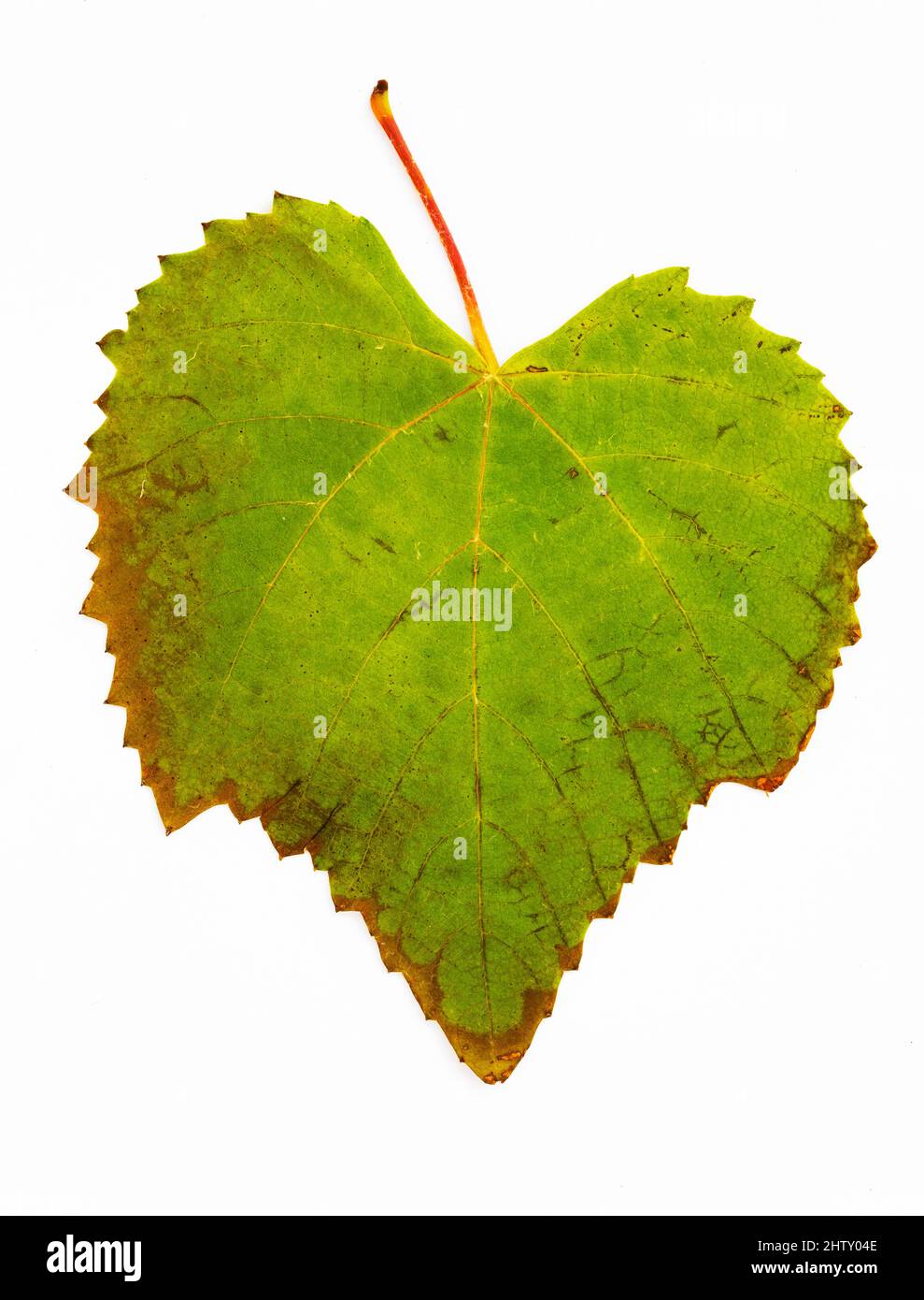 Autumn coloured vine leaf, vinifera, white background, studio shot Stock Photo