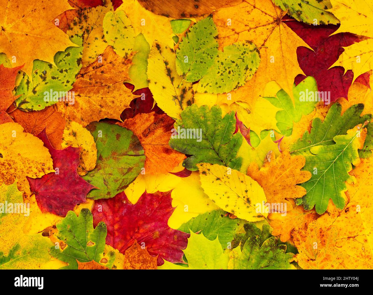 Many autumn coloured deciduous tree leaves Stock Photo