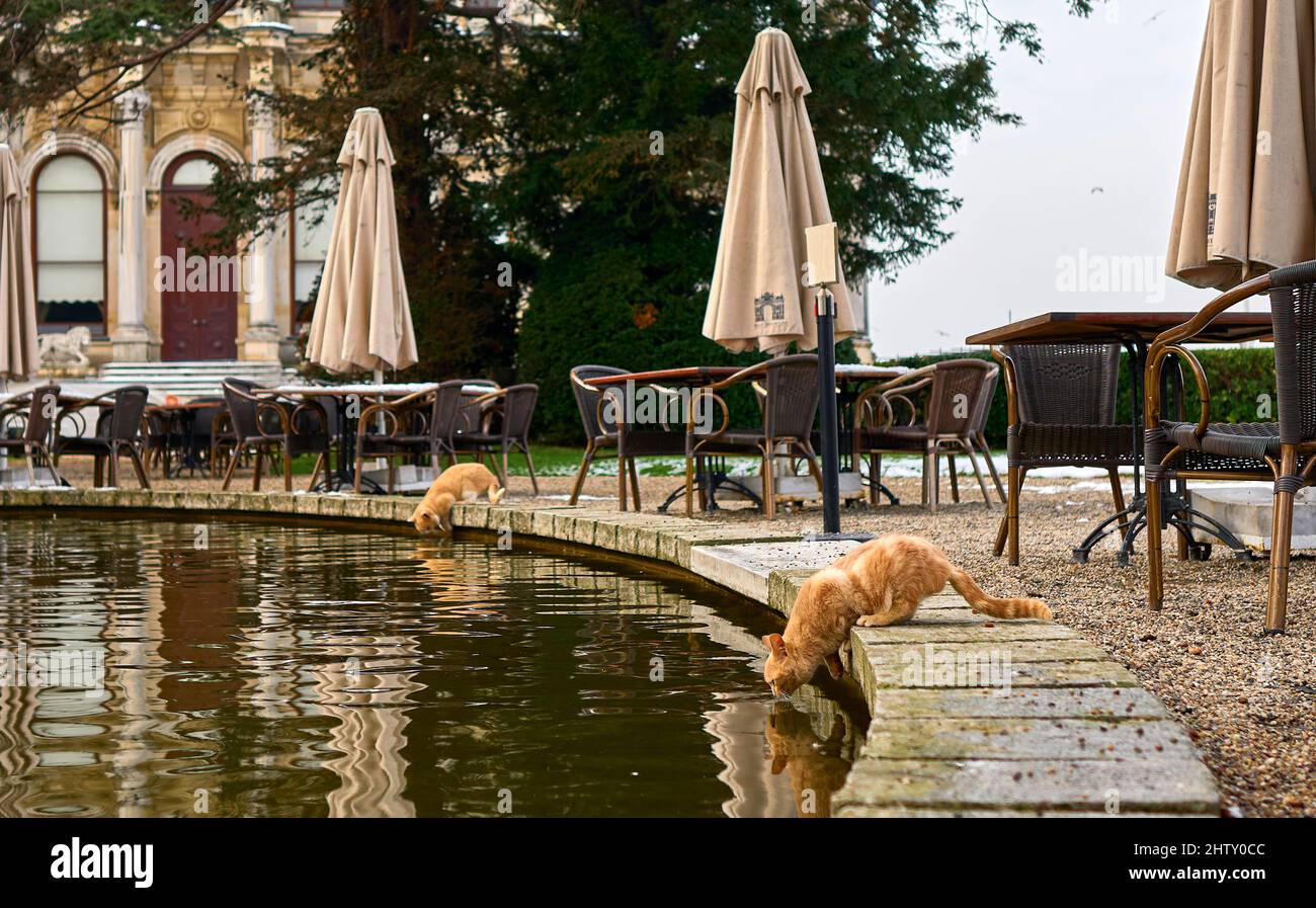 red-haired cat drinks water from a puddle Stock Photo