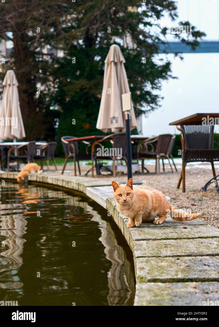 red-haired cat drinks water from a puddle Stock Photo