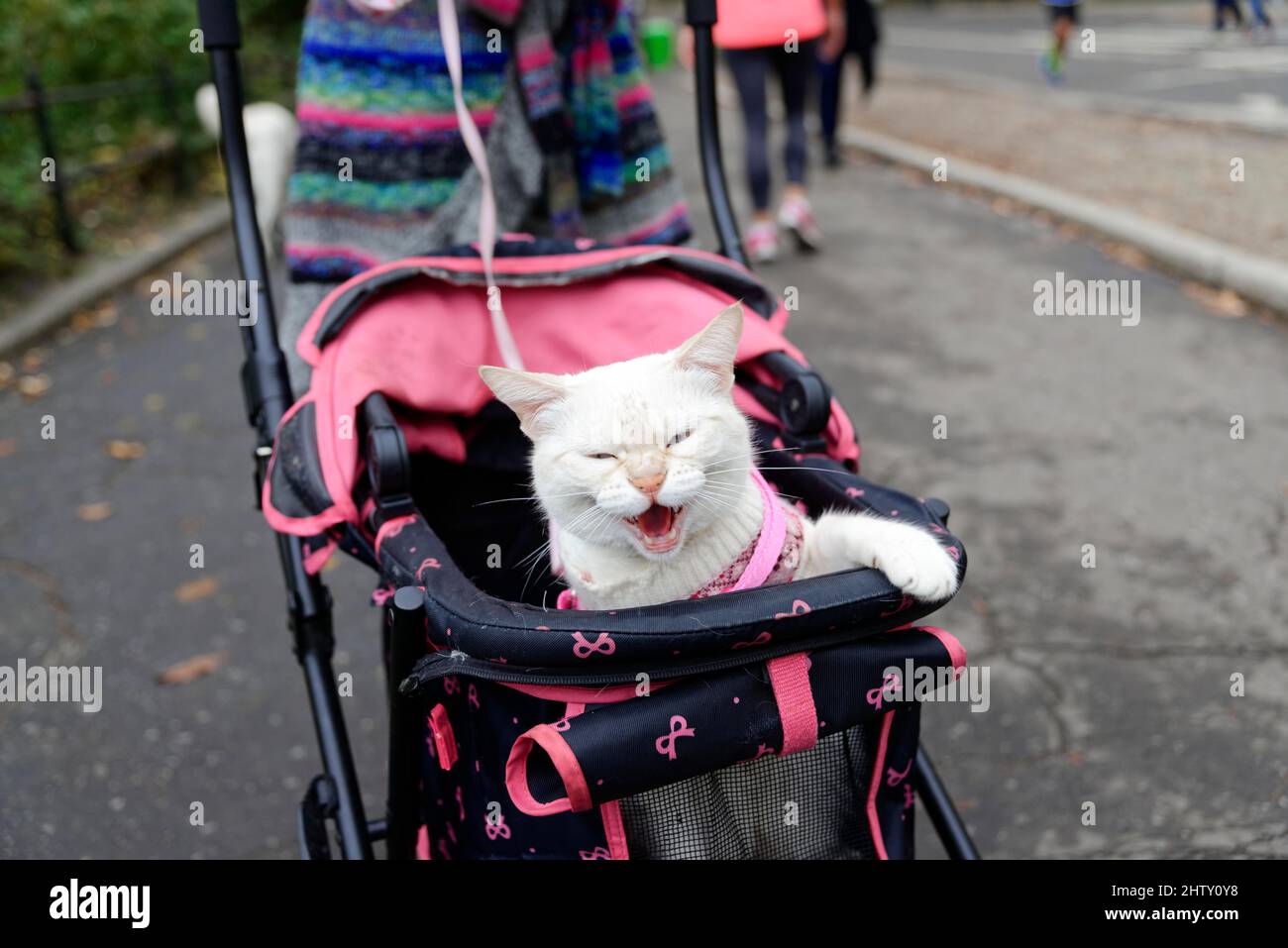 Cat in a pram, Central Park, New York City, United States of America Stock Photo