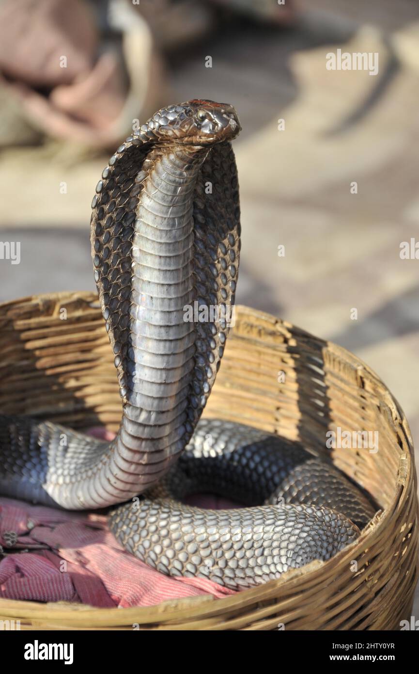 Cobra of snake charmer, Palace of the Winds, Jaipur, Rajasthan, North India Stock Photo