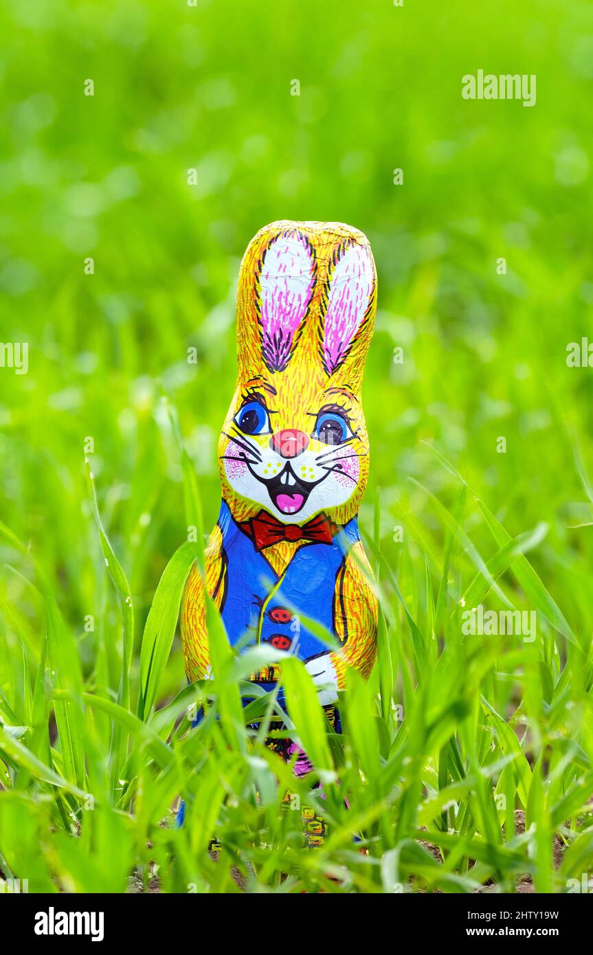 Easter bunny, Easter, chocolate bunny, cereal field Stock Photo Alamy