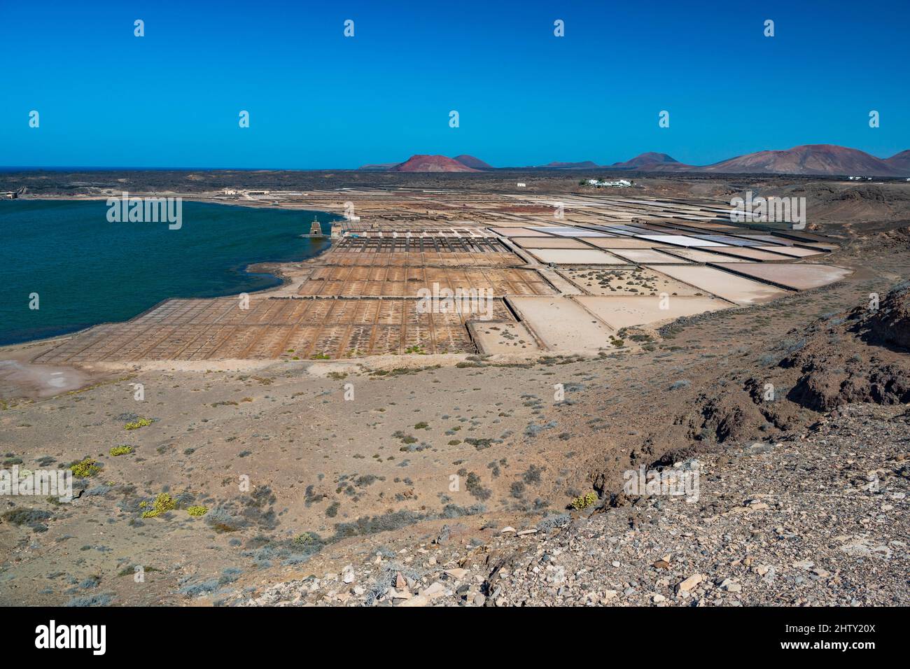 Sea salt extraction, Salinas de Janubio, wax flower (Hoya), Lanzarote, Canary Islands, Canary Islands, Spain Stock Photo