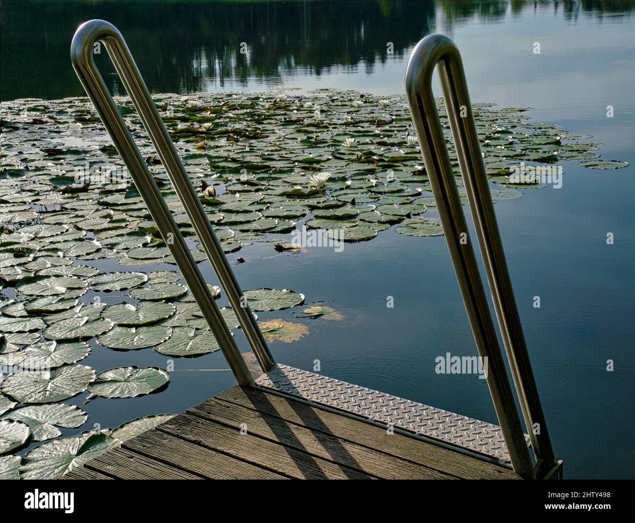 Water lilies in bathing establishment at Egelsee, Wolfhausen