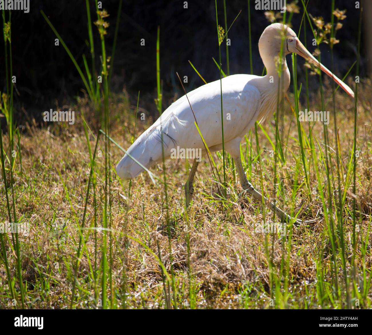 Majestic Australian Platalea flavipes yellow billed royal spoonbill ...
