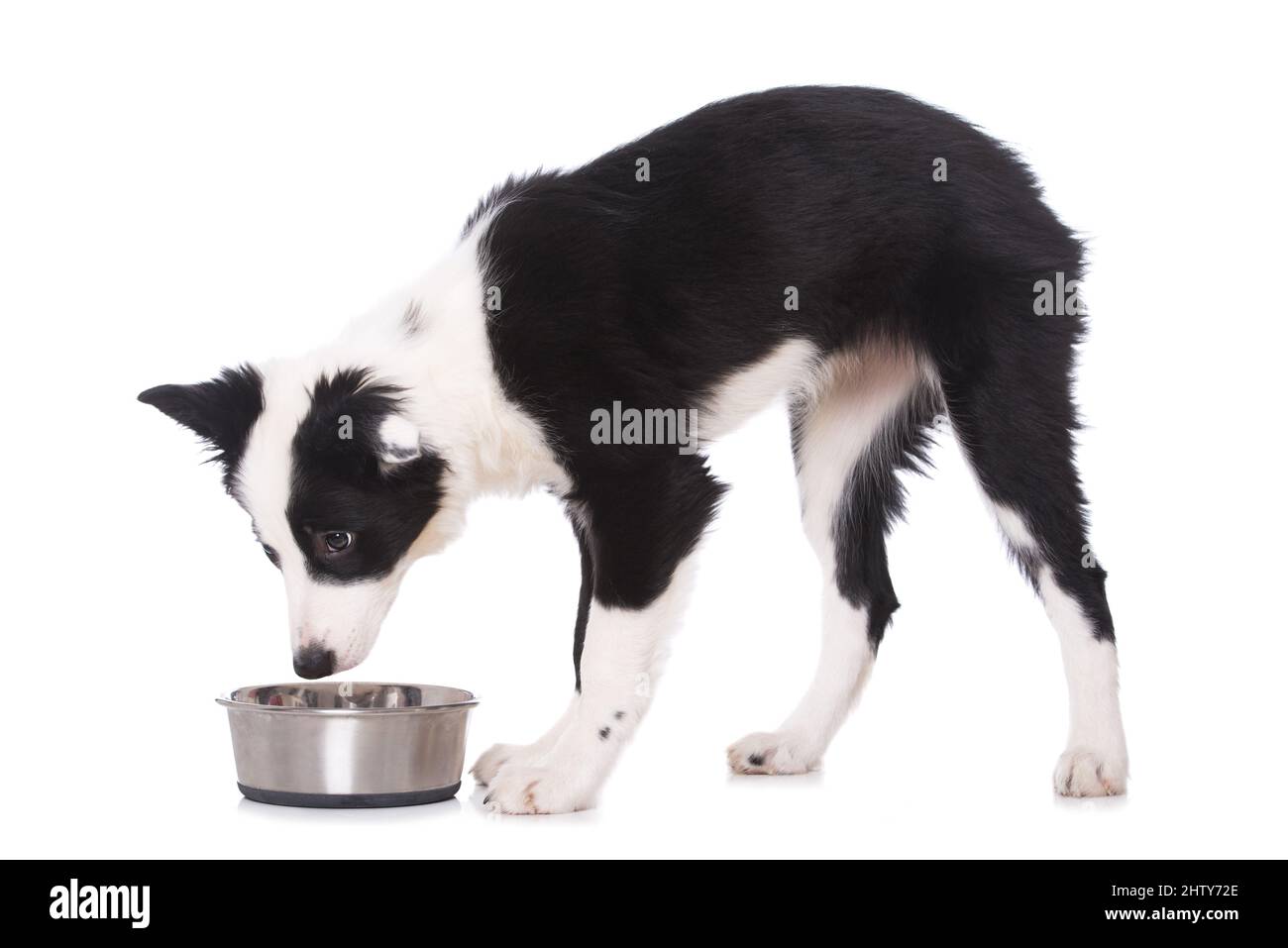 Young border collie dog with food bowl Stock Photo Alamy