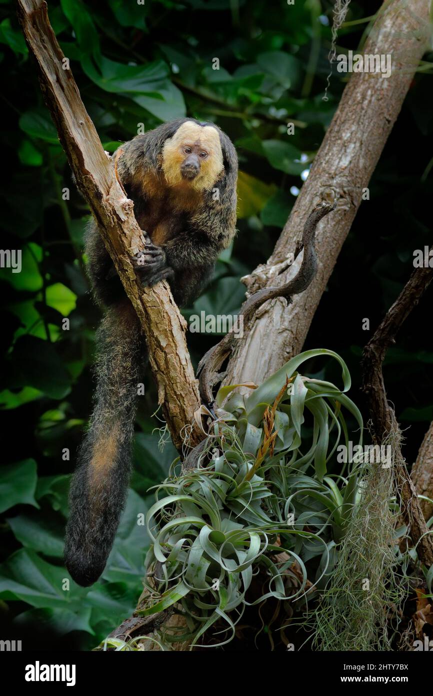 White-faced Saki, Pithecia pithecia, detail portrait of dark black monkey with white face, animal in the nature habitat in Brazil. Saki sitting on the Stock Photo