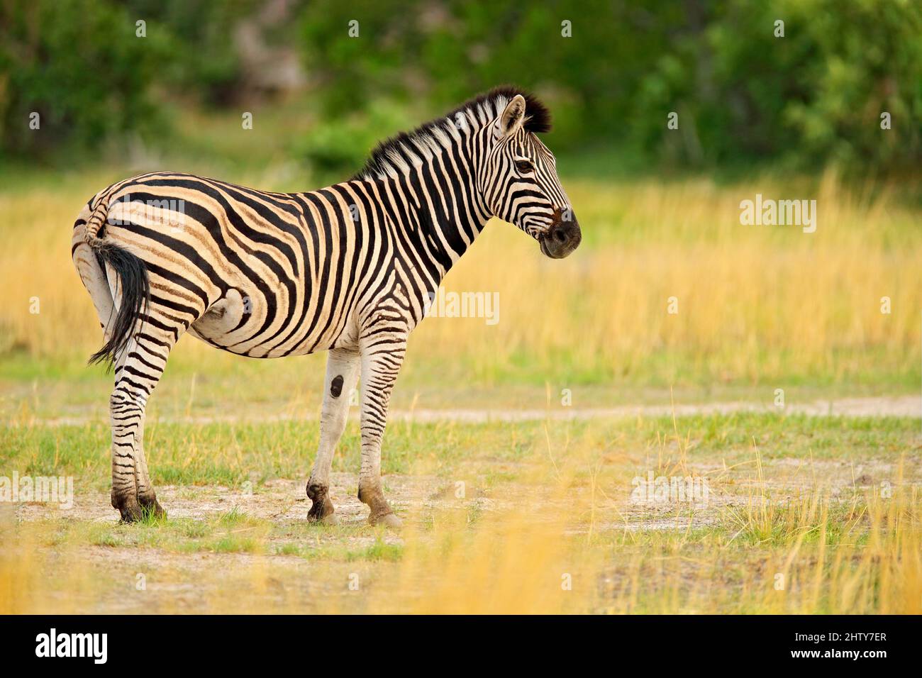 Zebra with yellow golden grass. Burchell's zebra, Equus quagga