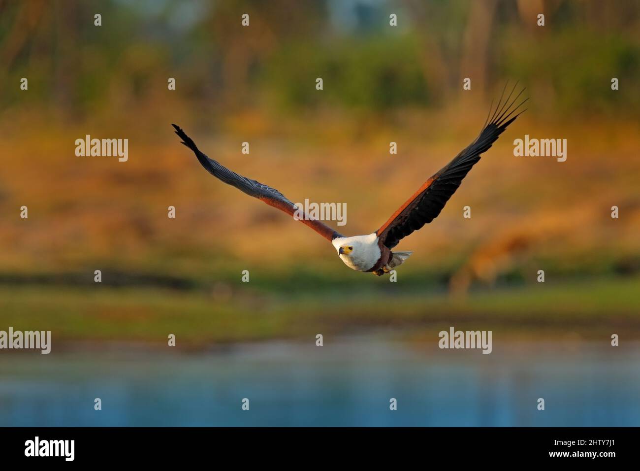 African Fish-eagle, Haliaeetus vocifer, brown bird with white head. Eagle sitting on the top of the tree. Wildlife scene from African nature, Okavango Stock Photo