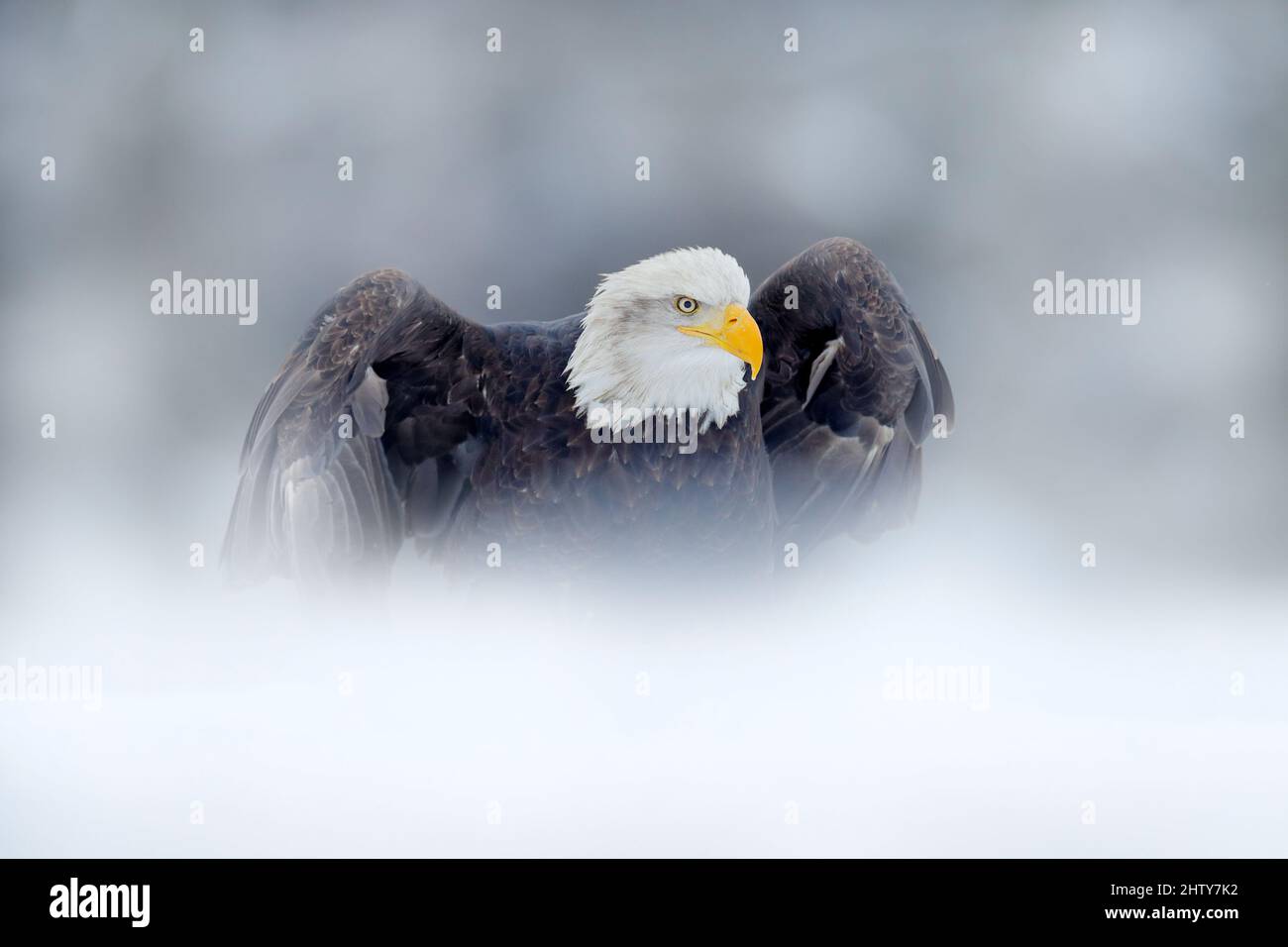 Bald Eagle, Haliaeetus leucocephalus, flying brown bird of prey with white head, yellow bill, symbol of freedom of the United States of America. Bald Stock Photo