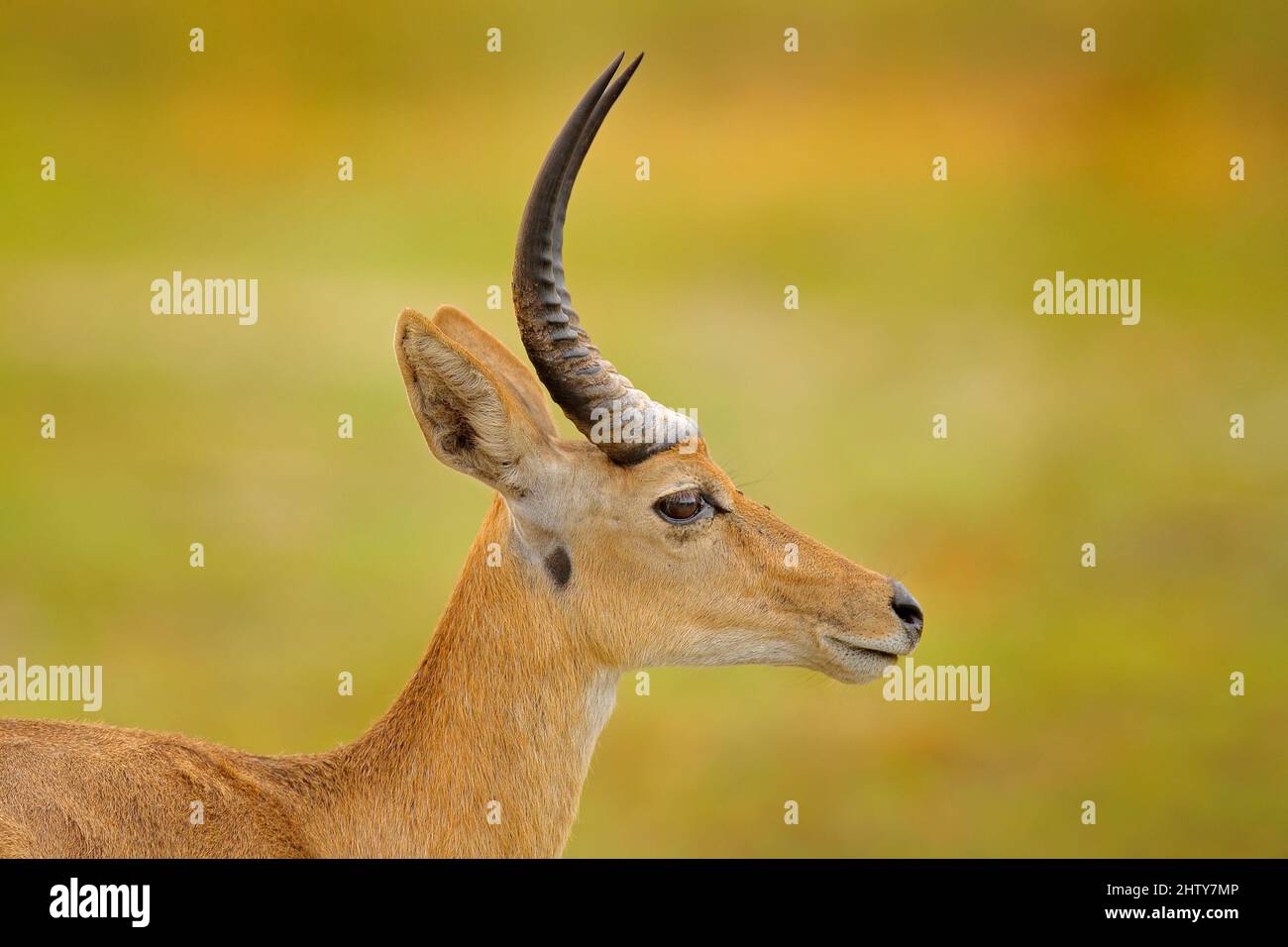 detail-portrait-of-antelope-wildlife-scene-from-nature-lechwe-kobus