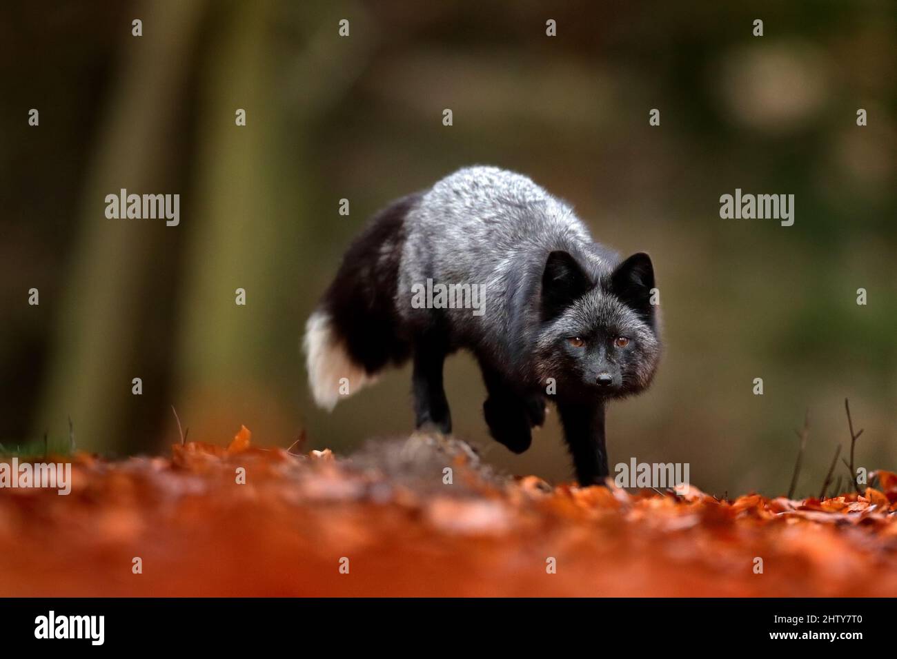 Black silver fox, rare form. Dark red fox playing in autumn forest. Animal  jump in fall wood. Wildlife scene from wild nature. Funny image from Russia  Stock Photo - Alamy