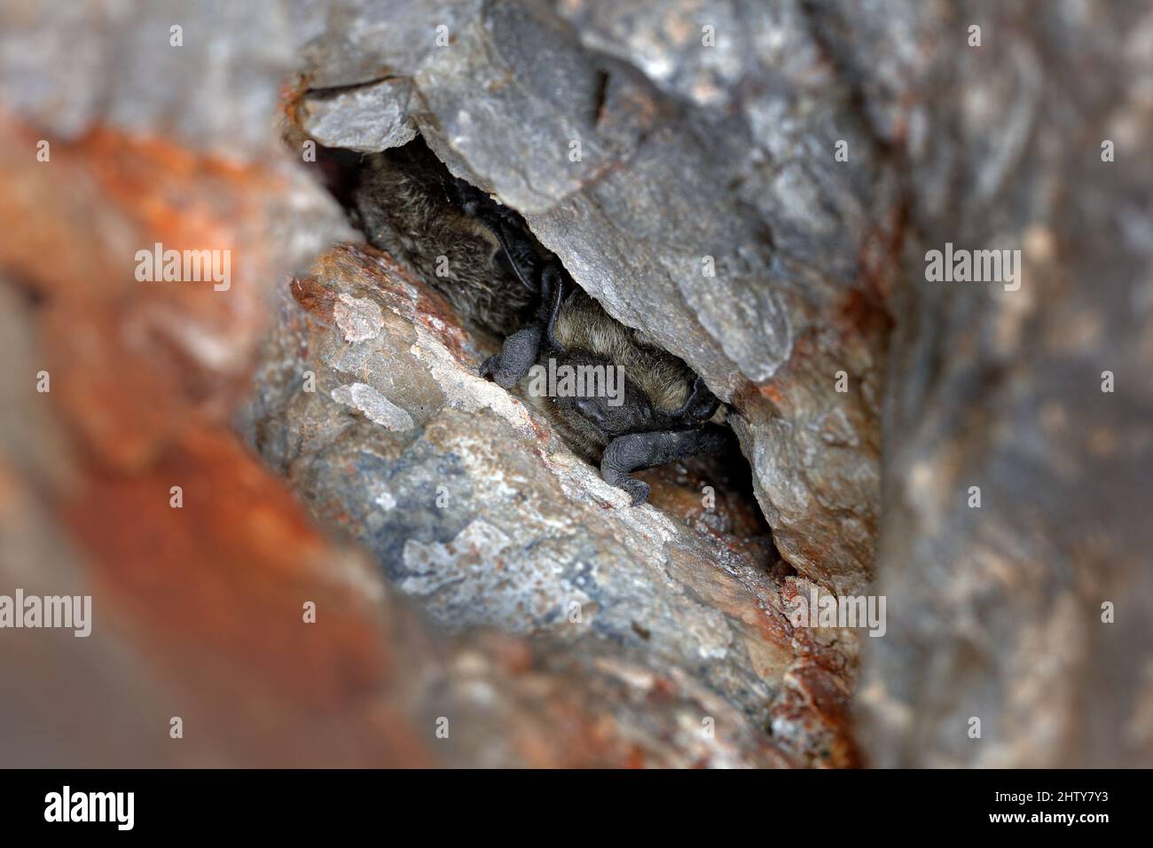 Vespertilio murinus, Particoloured bat, in the nature cave habitat