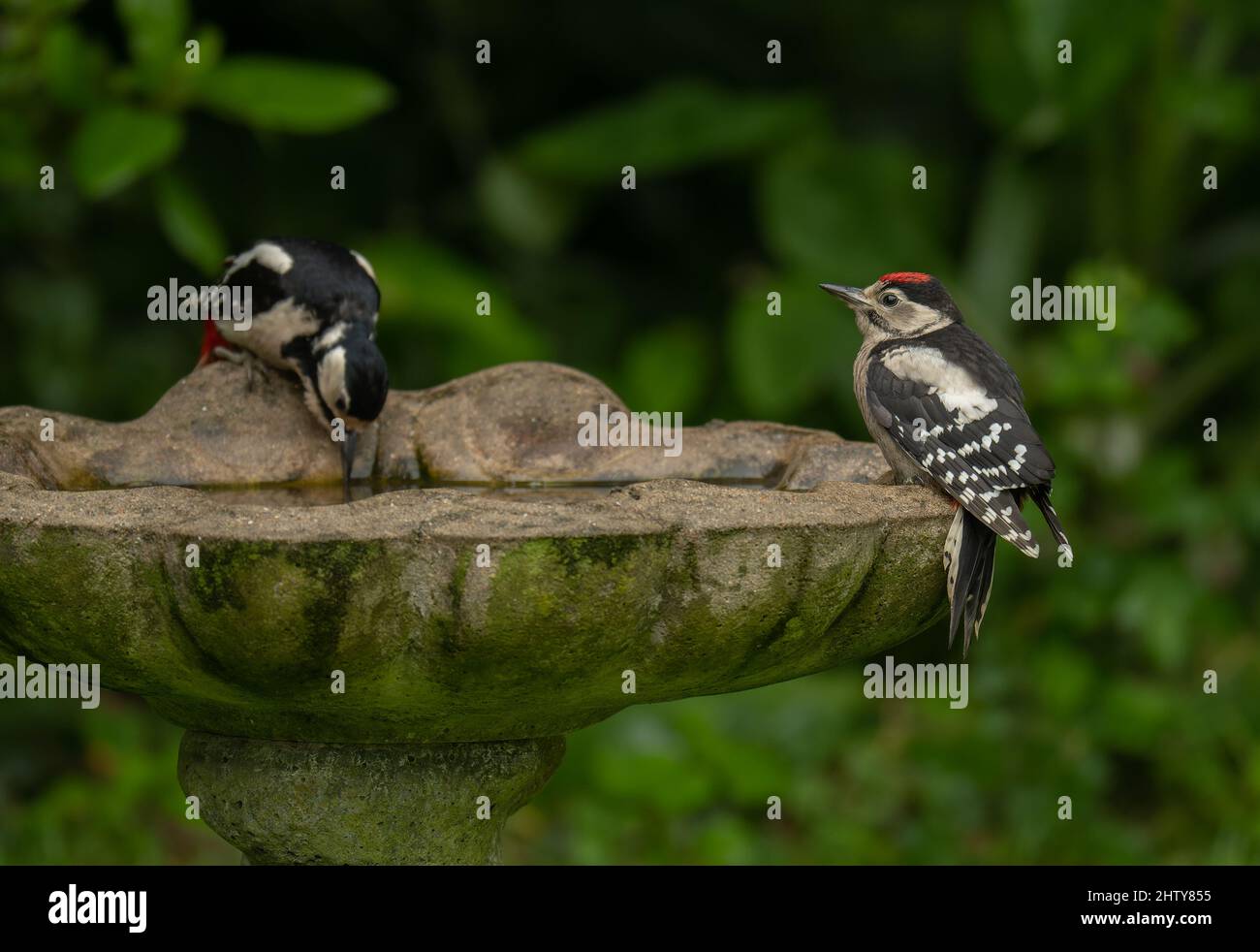 A pair of Great-spotted Woodpeckers Dendrocopos major at a bird bath drinking. UK Stock Photo